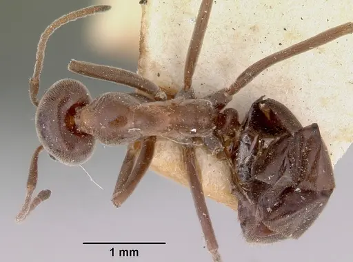 Iridomyrmex conifer specimen CASENT0172061 image casent0172061_1