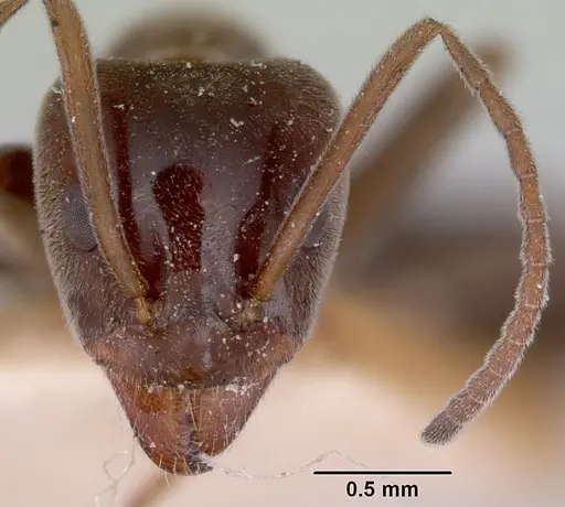 Iridomyrmex conifer specimen CASENT0172061 image casent0172061_2
