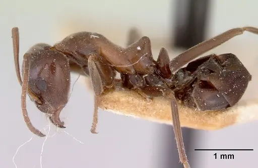 Iridomyrmex conifer specimen CASENT0172061 image casent0172061_3