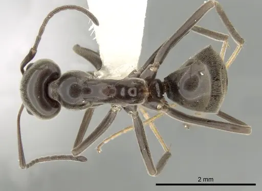 Iridomyrmex conifer specimen CASENT0249714 image casent0249714_1
