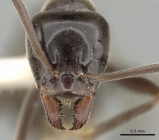 Iridomyrmex conifer specimen CASENT0249714 image casent0249714_2