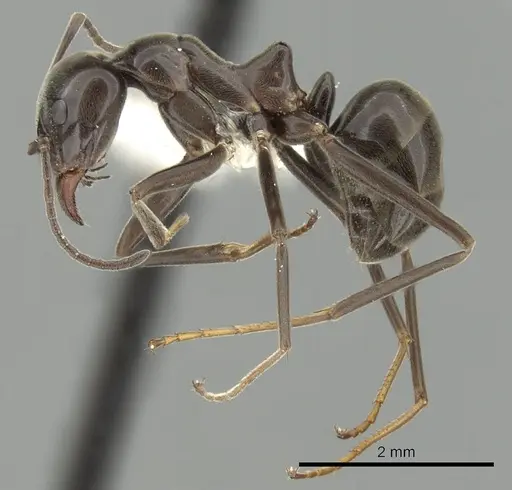 Iridomyrmex conifer specimen CASENT0249714 image casent0249714_3