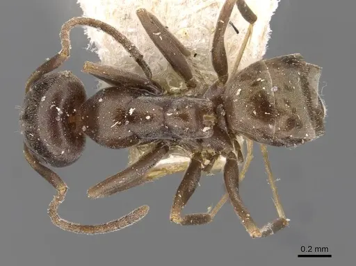 Iridomyrmex continentis specimen CASENT0909546 image casent0909546_1