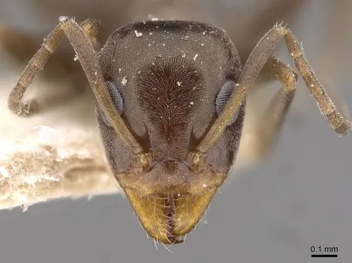 Iridomyrmex continentis specimen CASENT0909546 image casent0909546_2