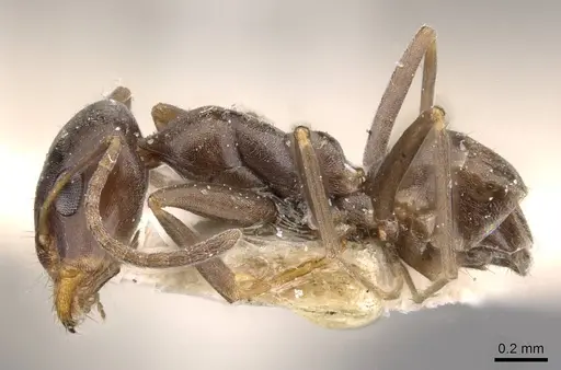 Iridomyrmex continentis specimen CASENT0909546 image casent0909546_3
