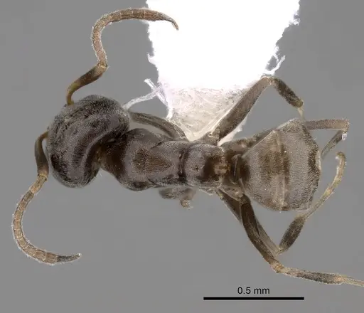 Iridomyrmex difficilis specimen CASENT0249721 image casent0249721_1