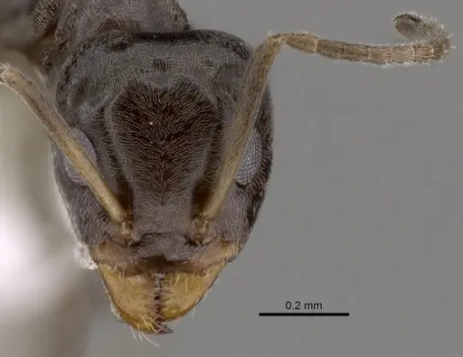 Iridomyrmex difficilis specimen CASENT0249721 image casent0249721_2