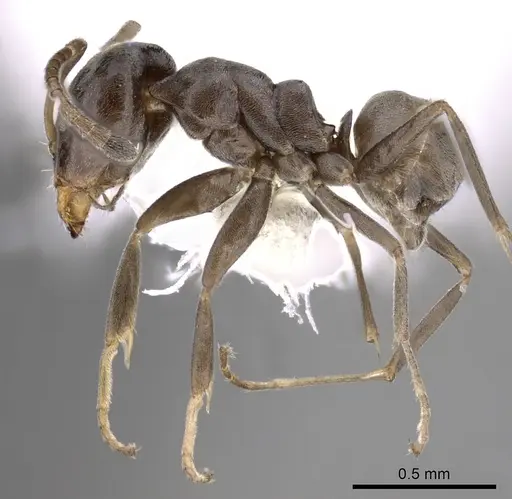 Iridomyrmex difficilis specimen CASENT0249721 image casent0249721_3