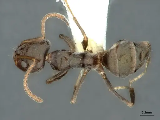 Iridomyrmex difficilis specimen CASENT0886055 image casent0886055_1
