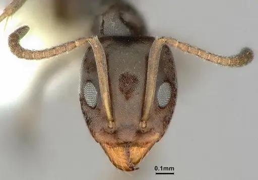 Iridomyrmex difficilis specimen CASENT0886055 image casent0886055_2