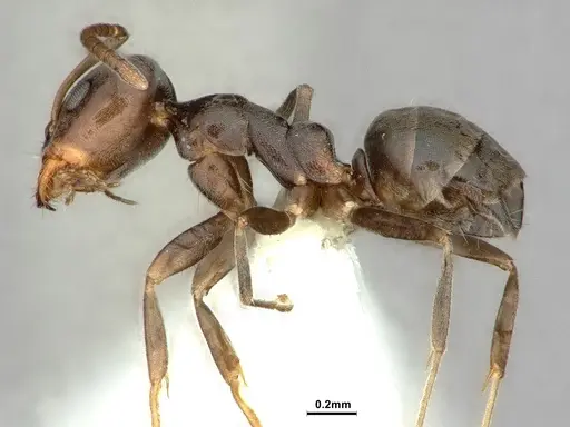 Iridomyrmex difficilis specimen CASENT0886055 image casent0886055_3