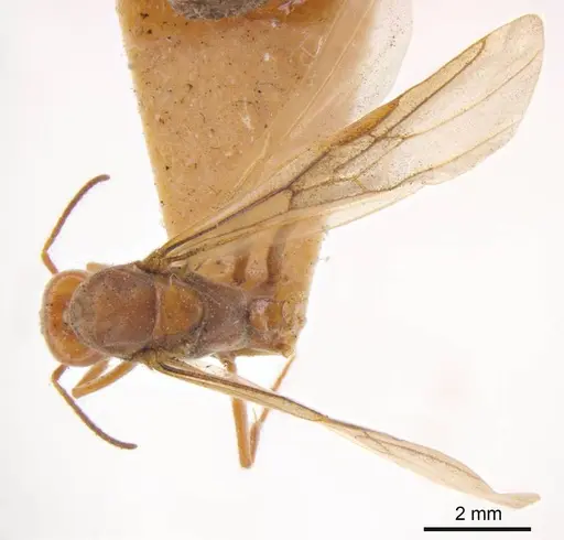 Iridomyrmex discors specimen ANTWEB1008191 image antweb1008191_1