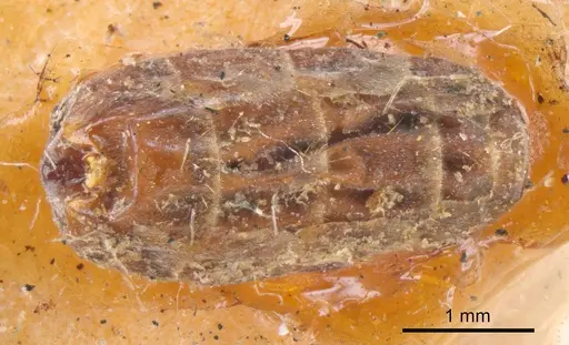 Iridomyrmex discors specimen ANTWEB1008191 image antweb1008191_2