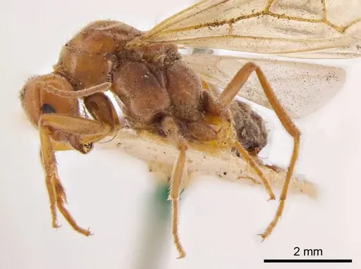 Iridomyrmex discors specimen ANTWEB1008191 image antweb1008191_3
