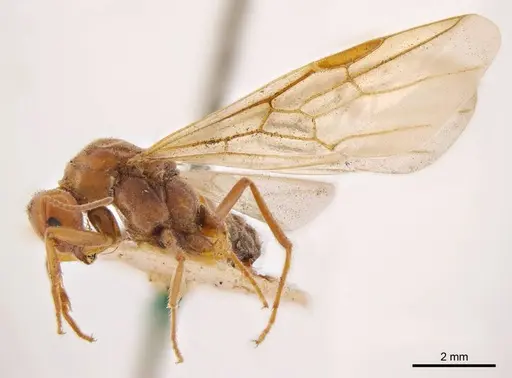 Iridomyrmex discors specimen ANTWEB1008191 image antweb1008191_4