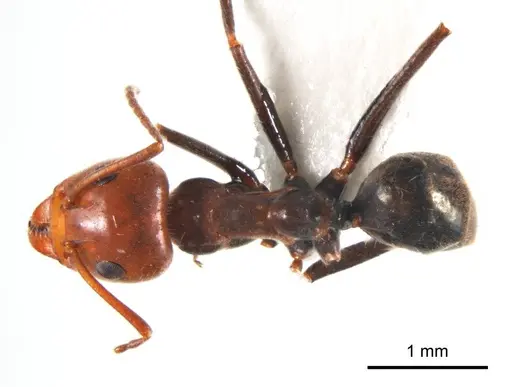Iridomyrmex discors specimen ANTWEB1008643 image antweb1008643_1