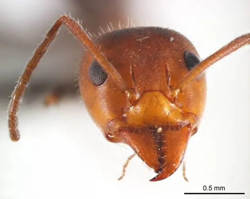 Iridomyrmex discors specimen ANTWEB1008643 image antweb1008643_2