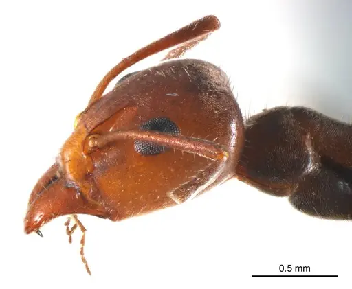 Iridomyrmex discors specimen ANTWEB1008643 image antweb1008643_3