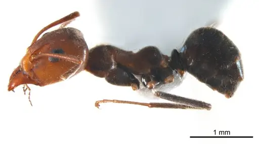 Iridomyrmex discors specimen ANTWEB1008643 image antweb1008643_4
