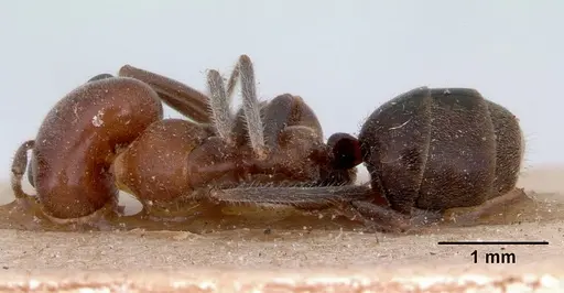 Iridomyrmex discors specimen CASENT0172047 image casent0172047_1