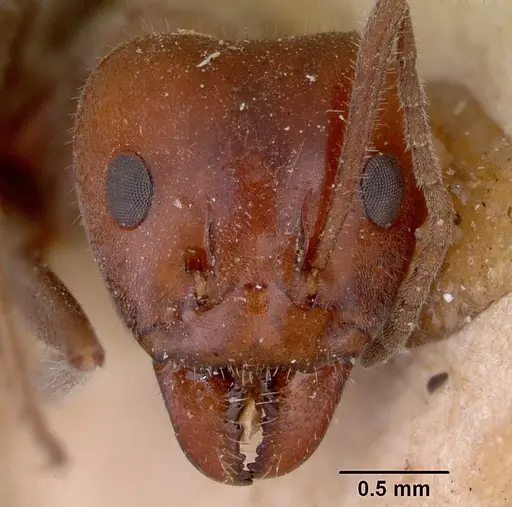 Iridomyrmex discors specimen CASENT0172047 image casent0172047_2