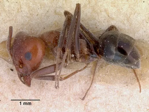 Iridomyrmex discors specimen CASENT0172047 image casent0172047_3