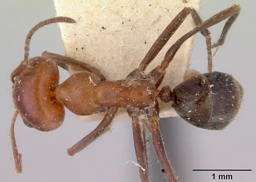 Iridomyrmex discors specimen CASENT0172053 image casent0172053_1