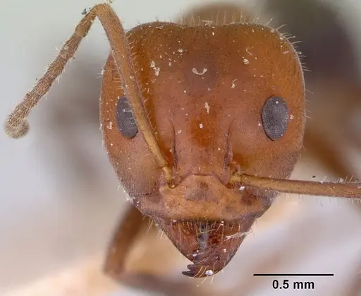 Iridomyrmex discors specimen CASENT0172053 image casent0172053_2