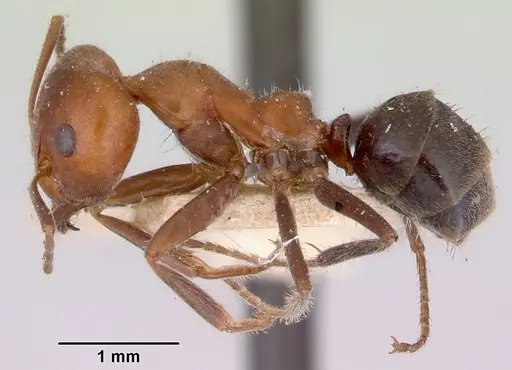Iridomyrmex discors specimen CASENT0172053 image casent0172053_3