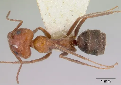 Iridomyrmex discors specimen CASENT0172054 image casent0172054_1