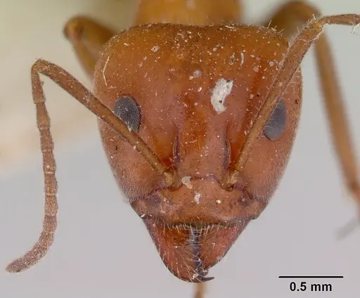 Iridomyrmex discors specimen CASENT0172054 image casent0172054_2