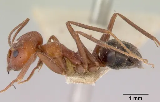 Iridomyrmex discors specimen CASENT0172054 image casent0172054_3