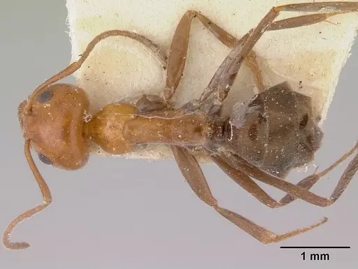 Iridomyrmex discors specimen CASENT0172055 image casent0172055_1