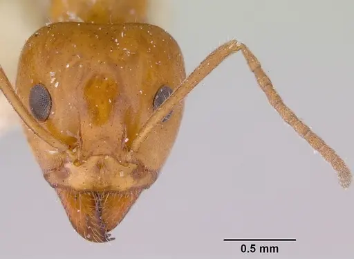 Iridomyrmex discors specimen CASENT0172055 image casent0172055_2