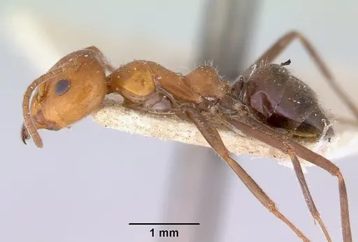 Iridomyrmex discors specimen CASENT0172055 image casent0172055_3