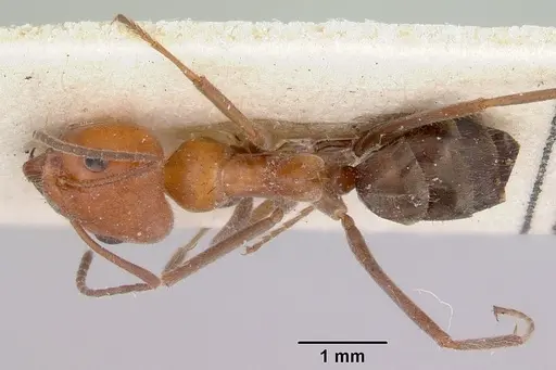 Iridomyrmex discors specimen CASENT0172056 image casent0172056_1