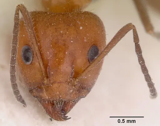 Iridomyrmex discors specimen CASENT0172056 image casent0172056_2