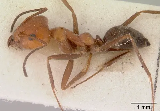 Iridomyrmex discors specimen CASENT0172056 image casent0172056_3