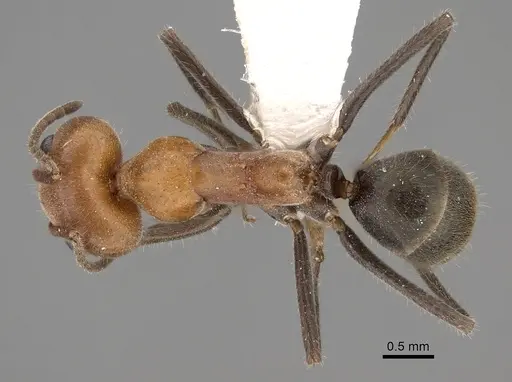 Iridomyrmex discors specimen CASENT0249729 image casent0249729_1
