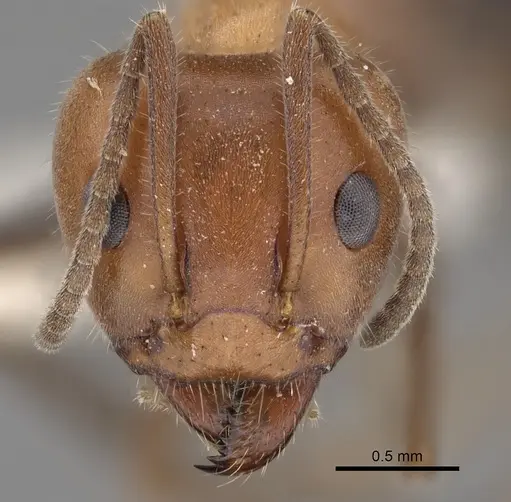 Iridomyrmex discors specimen CASENT0249729 image casent0249729_2