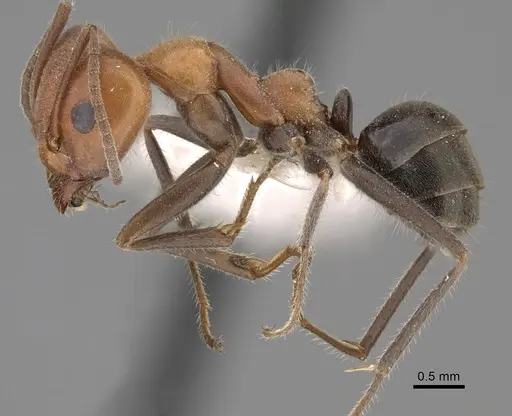Iridomyrmex discors specimen CASENT0249729 image casent0249729_3