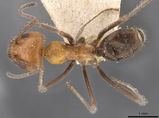 Iridomyrmex discors specimen CASENT0909523 image casent0909523_1