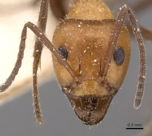 Iridomyrmex discors specimen CASENT0909523 image casent0909523_2