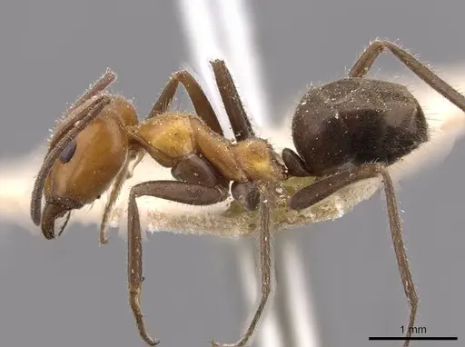 Iridomyrmex discors specimen CASENT0909523 image casent0909523_3