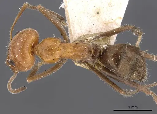 Iridomyrmex discors specimen CASENT0909524 image casent0909524_1