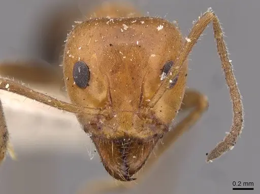 Iridomyrmex discors specimen CASENT0909524 image casent0909524_2