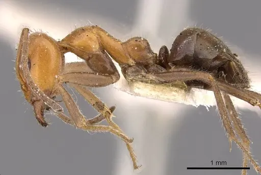 Iridomyrmex discors specimen CASENT0909524 image casent0909524_3