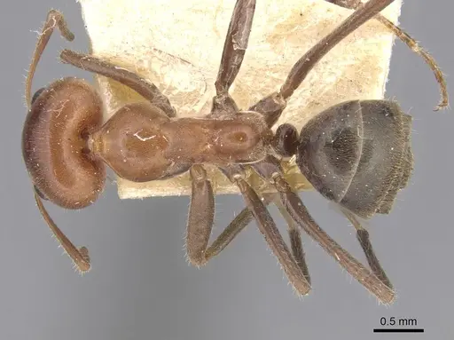 Iridomyrmex discors specimen CASENT0915580 image casent0915580_1