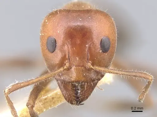 Iridomyrmex discors specimen CASENT0915580 image casent0915580_2