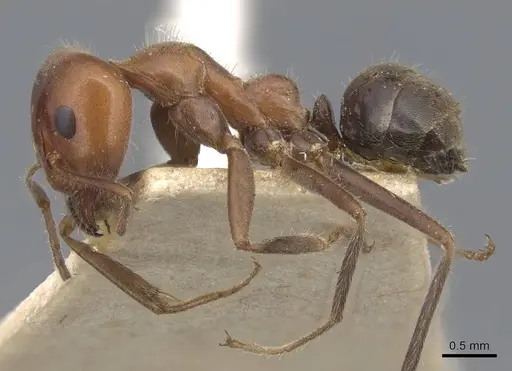 Iridomyrmex discors specimen CASENT0915580 image casent0915580_3